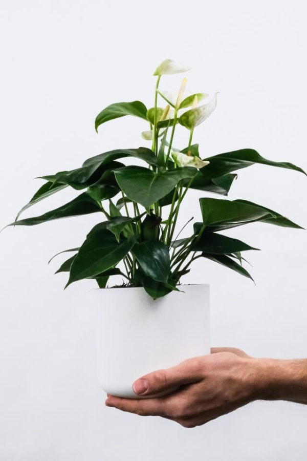 Calathea Rufibarba - Image 2