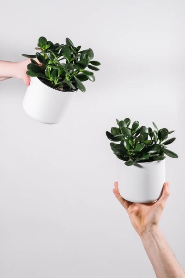 Pilea Peperomioides - Image 2