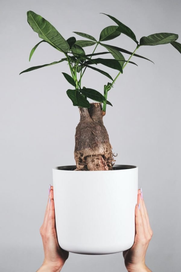 Dracaena Lisa - Image 2