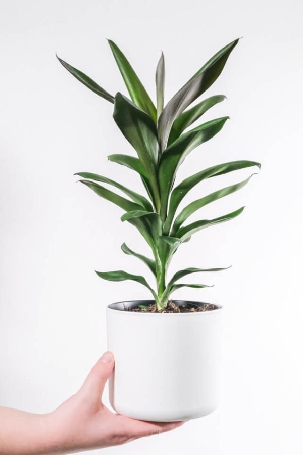 Zz Plants - Image 2