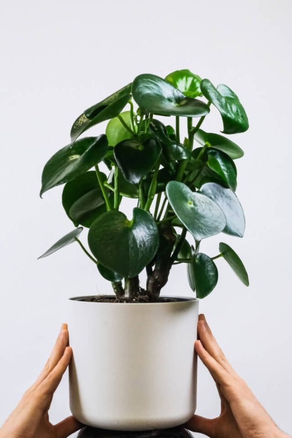 Spathiphyllum - Image 2